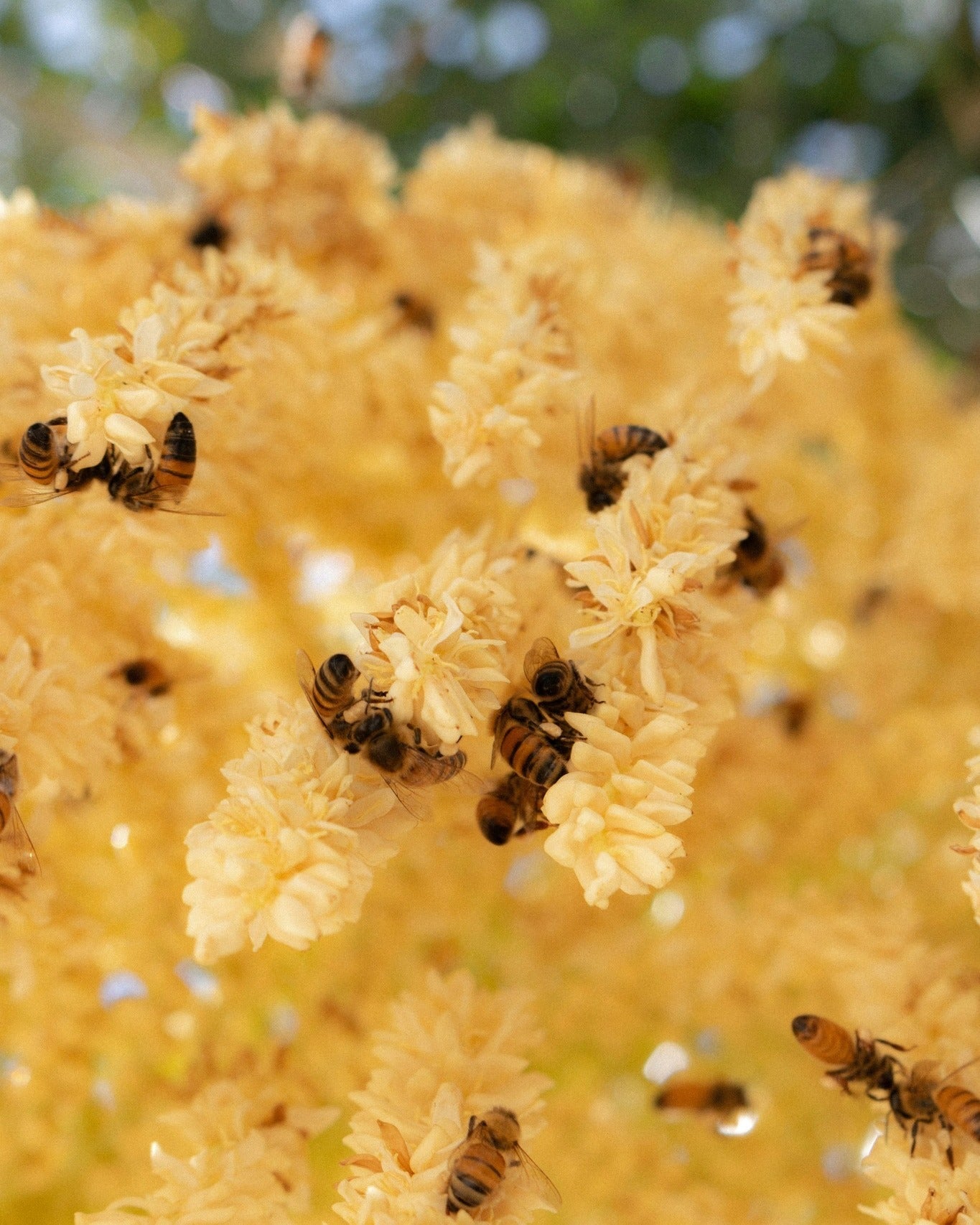 Натуралната сила на пчелните продукти в грижата за кожата