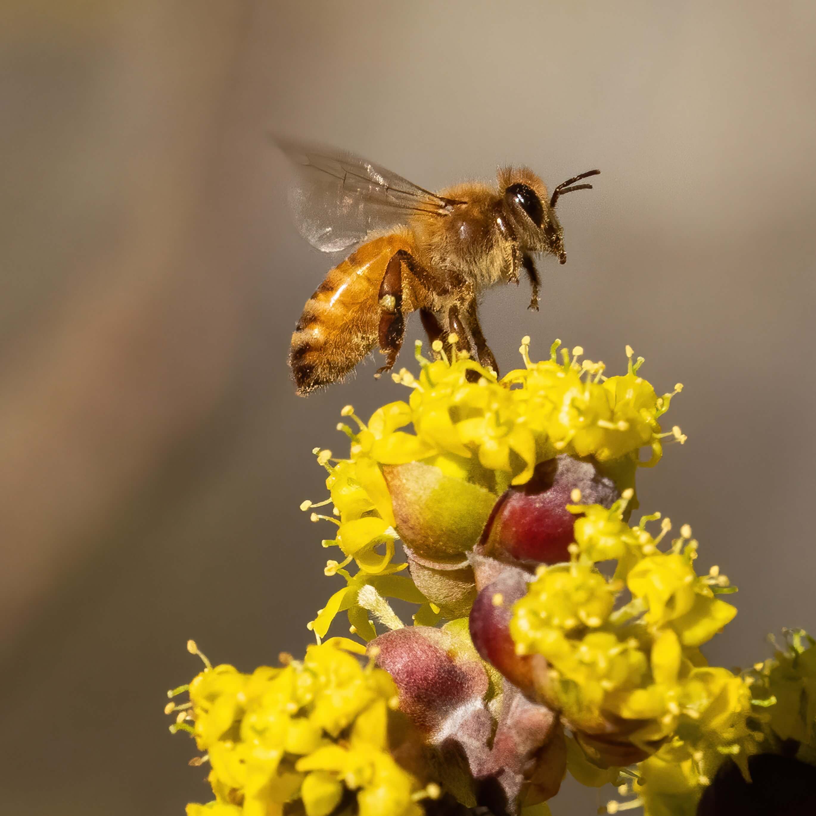 Силата на пчелните съставки и чистите формули за здрава кожа